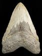 Megalodon Tooth - North Carolina #47423-1